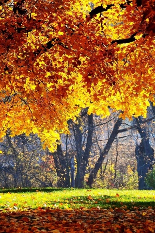 Размашистое осеннее дерево обои