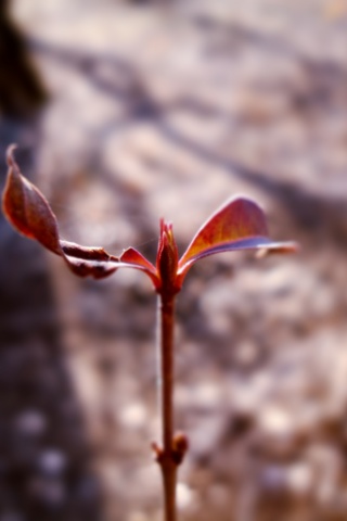 Красный росток обои