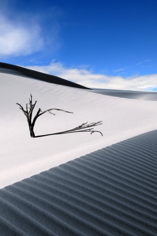 Сухостой в пустыне обои