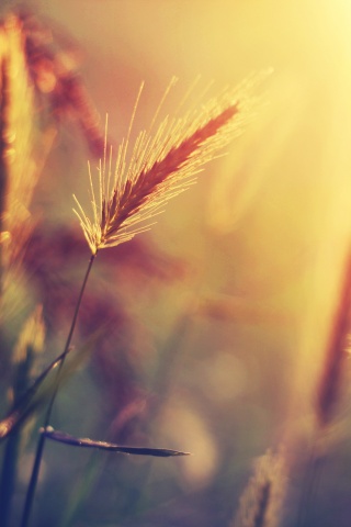 Травинки на солнце обои
