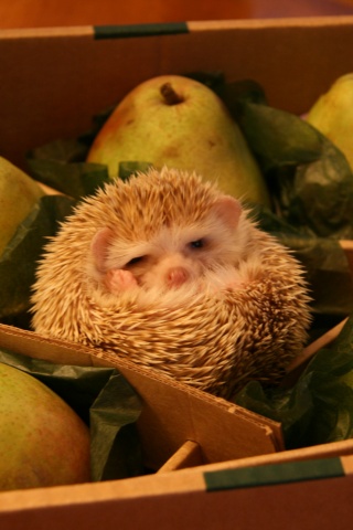 Ёжик в грушах обои