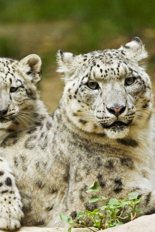 Самка снежного барса с котенком обои