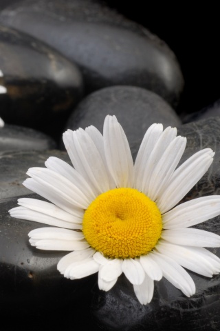Ромашка среди гальки обои