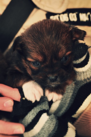 Два коричневых щенка обои