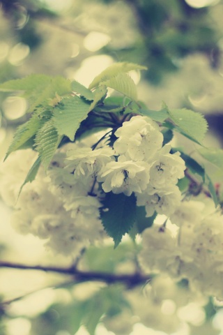 Цветущее дерево обои