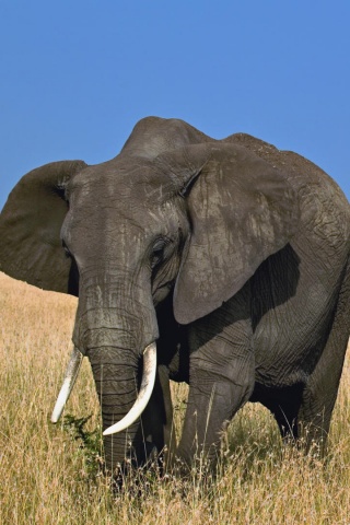 Африканский слон обои