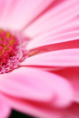 Гербер обои