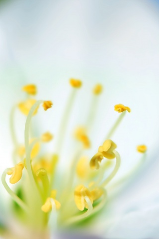 Желтые тычинки обои