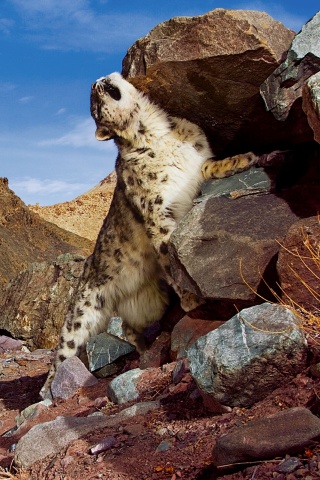 Барс чешется о камни обои