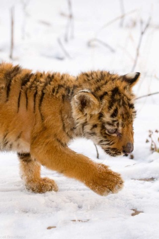 Тигренок на снегу обои