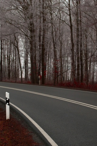 Дорога в осеннем лесу обои