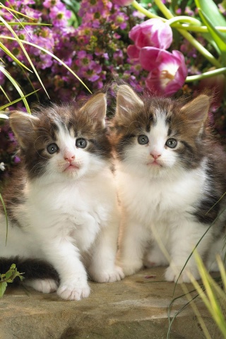 Котята в цветах обои