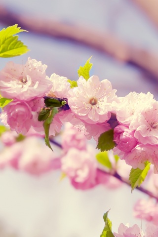 Ветка с цветами обои