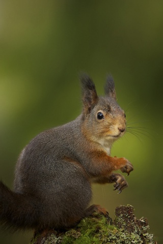 Белку застали врасплох обои