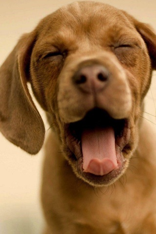 Зевающий щенок обои