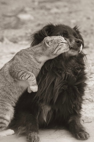 Поцелуй кошки и собаки обои