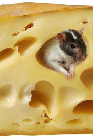 Мышка в сыре обои