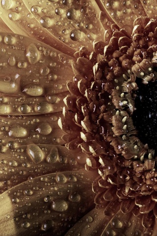 Капли на лепестках гербера обои