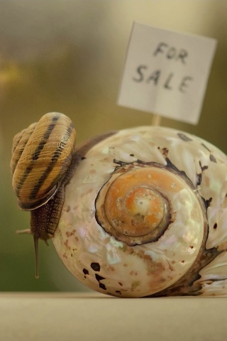 Улитка приматрвиает новый дом обои