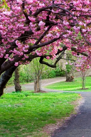 Дорожка между деревьями обои