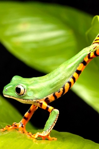 Лягушка переползает с листа на лист обои