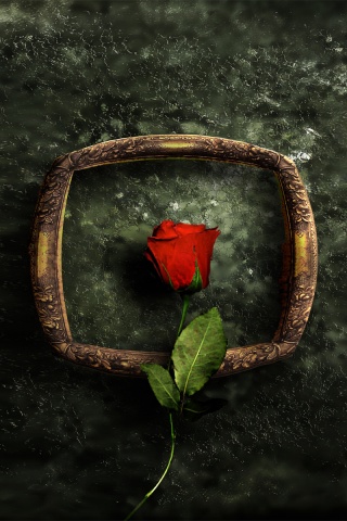 Роза на картинной раме обои