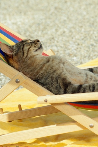 Кот в отпуске обои