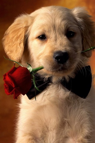 Щенок с розой в зубах обои