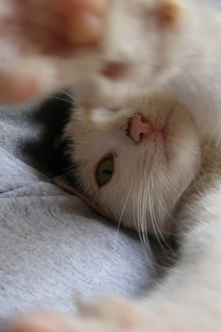 Кот фоткает сам себя обои