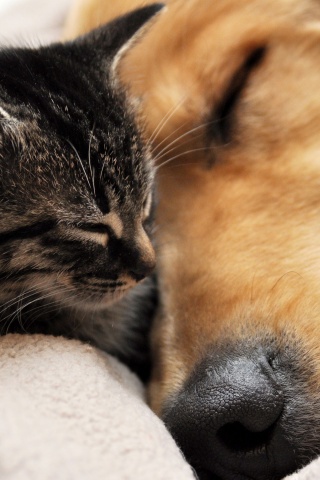 Кошка спит с собакой обои