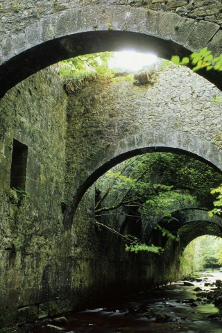 Заросшие стены обои