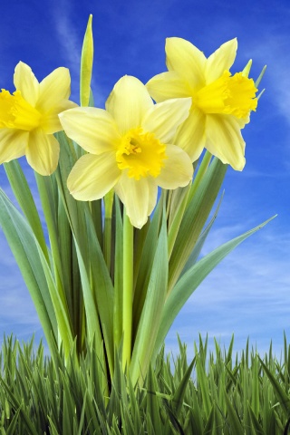 Букет цветов в траве обои