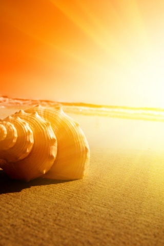 Золотистая ракушка обои