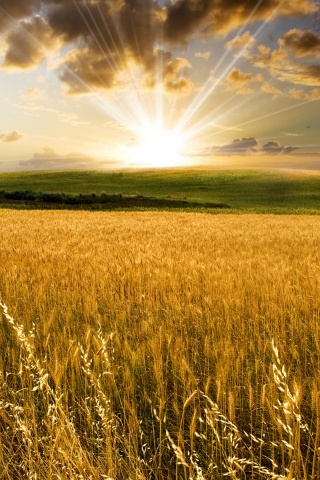 Восход над пшеничным полем обои
