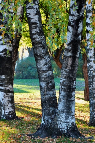 Березовая роща обои