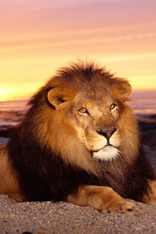 Лев на берегу океана обои