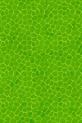 Зелёные сегменты обои