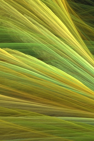 Прозрачные зеленоватые крылья обои