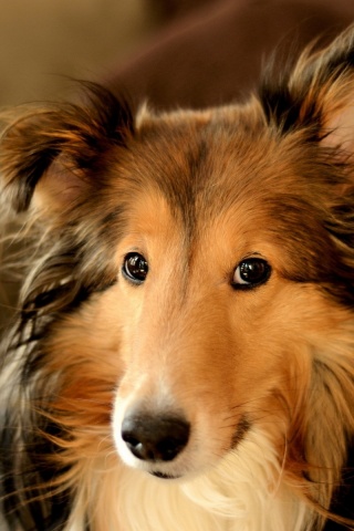 Колли с умными глазами обои
