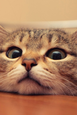 Любопытный котейка обои