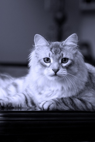 Кот благородных кровей обои