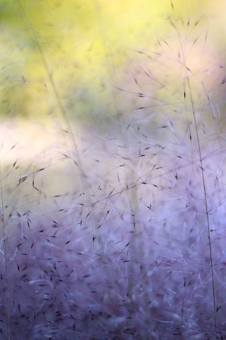 Былинки обои