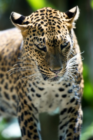 Леопард в сингапурском зоопарке обои