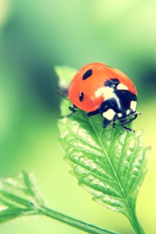 Божья коровка в макро обои