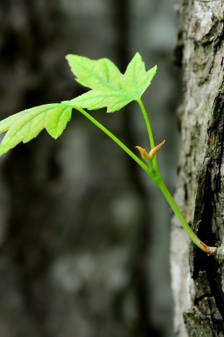 Молодой листик обои