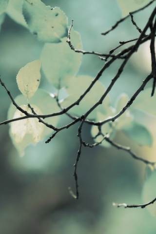 Осенние ветки без листьев обои