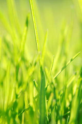 Ярко зеленая трава обои