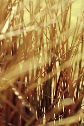 Высохшие травяные стебли обои