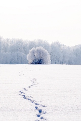 Следы на снегу обои