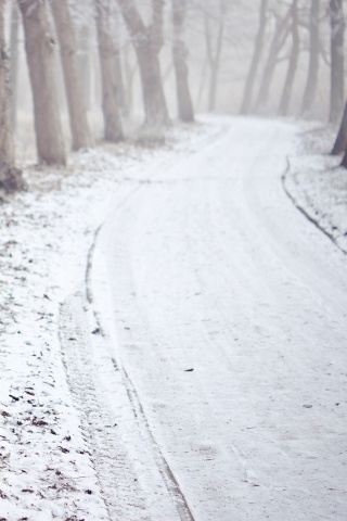 Дорога в зимнем лесу обои